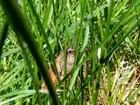 Hausmutter (Noctua pronuba).webp Hausmutter (Noctua pronuba).webp