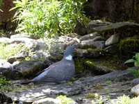 Ringeltaube.webp Ringeltaube.webp
