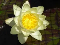 Seerose.webp Seerose.webp
