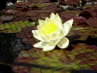 Teich.webp Teich.webp