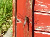 Großer Blaupfeil (Orthetrum cancellatum).webp Großer Blaupfeil (Orthetrum cancellatum).webp