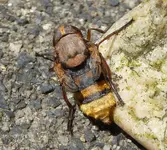 Hornissenschwebfliege.webp Hornissenschwebfliege.webp