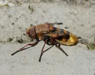 Volucella zonaria.webp Volucella zonaria.webp