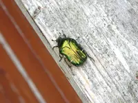 Cetonia aurata.webp Cetonia aurata.webp
