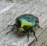 Goldglänzender Rosenkäfer.webp Goldglänzender Rosenkäfer.webp