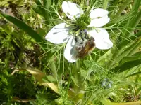 Ackerhummel.webp Ackerhummel.webp