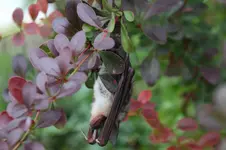 Fledermaus   0324.webp
