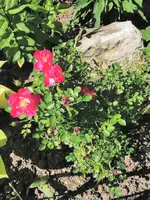 IMG_20260529_152531.webp