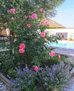 IMG_20260529_152632.webp