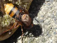 Hornissenschwebfliege.webp Hornissenschwebfliege.webp
