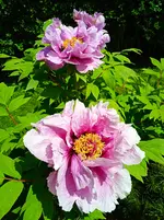 IMG_20260526_143149_1.webp