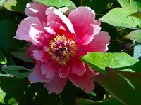 IMG_20260526_143430_1.webp