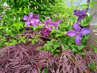 IMG_20260530_071714_1.webp