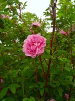 IMG_20260530_072032_1.webp