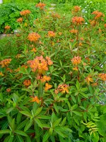 IMG_20260530_072317.webp