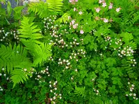 IMG_20260530_072548.webp