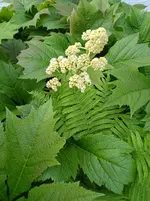 IMG_20260530_072537.webp