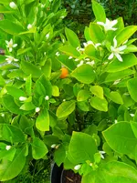 IMG_20260530_072942_1.webp