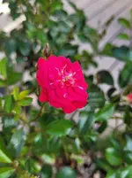 20260530_110623.webp
