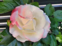 20260530_110729.webp