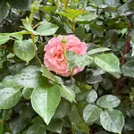 IMG_8615.webp