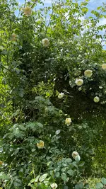 IMG_8619.webp