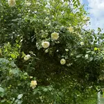 IMG_8618.webp