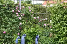 Rose Louise Odier     0126.webp