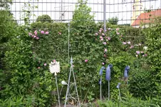 Rose Louise Odier     0226.webp