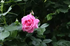 Rose Hl.Elisabeth     0226.webp