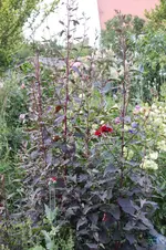 Rote Melde 0324.webp