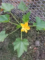 Zuchini Blüten 30.05.26.webp