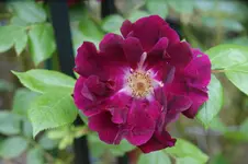 DSC01237.webp