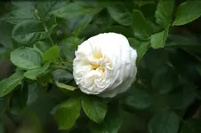 DSC01238.webp