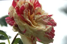 DSC01239.webp