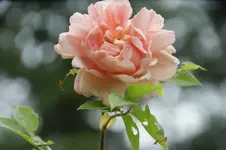 DSC01241.webp