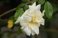 DSC01242.webp