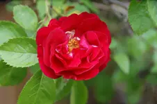 DSC01243.webp