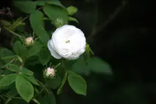 DSC01244.webp