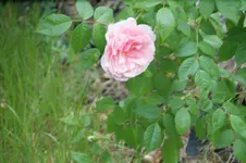 DSC01245.webp