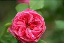 DSC01246.webp