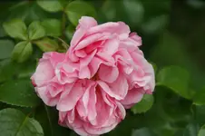 DSC01247.webp