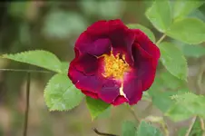 DSC01248.webp