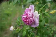 DSC01249.webp