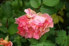 DSC01250.webp