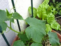 Gurke Marketmore.webp