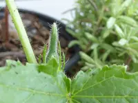 Okra.webp