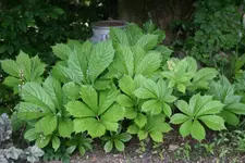 Rodgersia0122.webp
