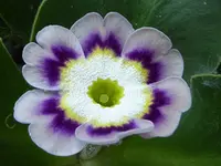 1.webp
