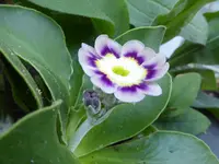 Aurikel.webp
